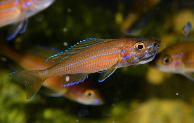 Paracyprichromis nigripinnis